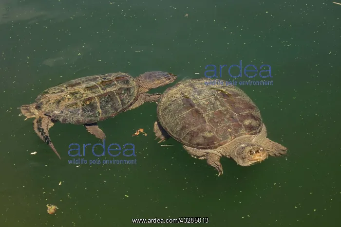: 80195656 Snapping Turtle Maryland, USA Chelydra : 80195656 Snapping Turtle Maryland, USA Chelydra