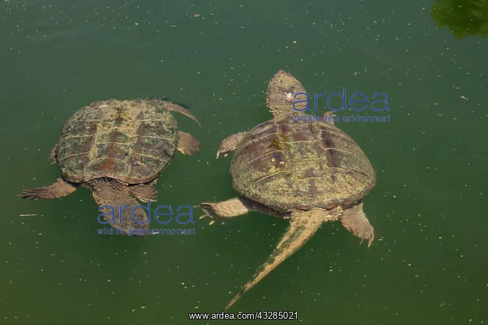 : 80195657 Snapping Turtle Maryland, USA Chelydra : 80195657 Snapping Turtle Maryland, USA Chelydra