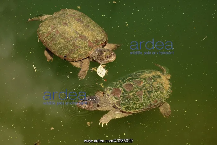 : 80195658 Snapping Turtle Maryland, USA Chelydra : 80195658 Snapping Turtle Maryland, USA Chelydra