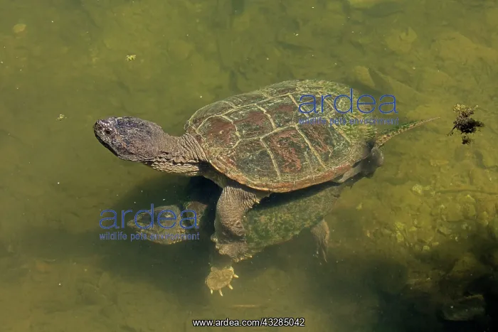 : 80195660 Snapping Turtle - pair mating Maryland : 80195660 Snapping Turtle - pair mating Maryland
