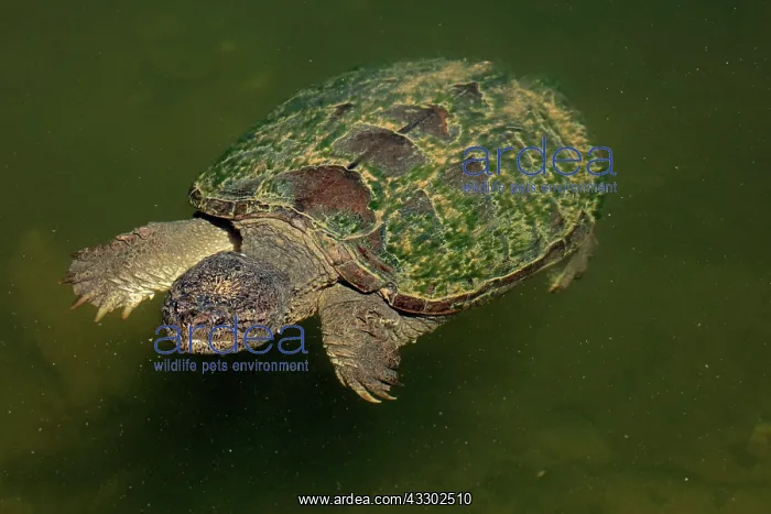  : 80195661 Snapping Turtle Maryland, USA Chelydra