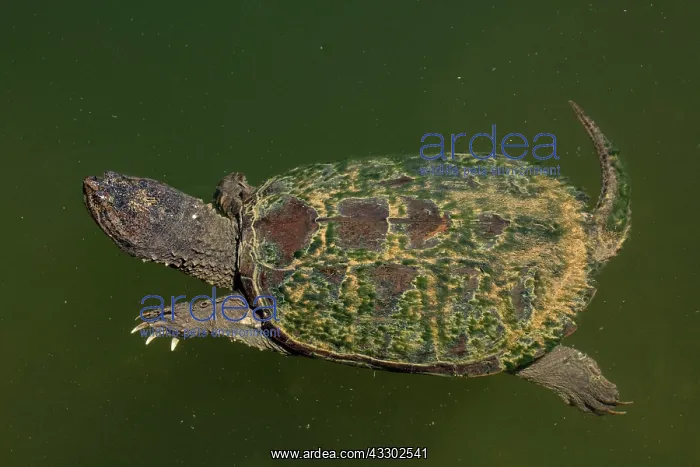 : 80195662 Snapping Turtle Maryland, USA Chelydra : 80195662 Snapping Turtle Maryland, USA Chelydra