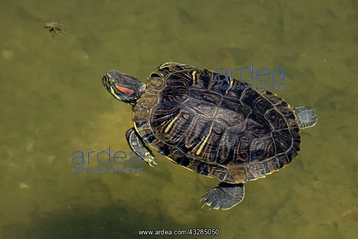 : 80195663 Red-eared Slider Maryland, USA Trachemys : 80195663 Red-eared Slider Maryland, USA Trachemys