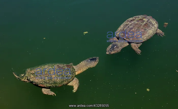 : 80195664 Snapping Turtle Maryland, USA Chelydra : 80195664 Snapping Turtle Maryland, USA Chelydra