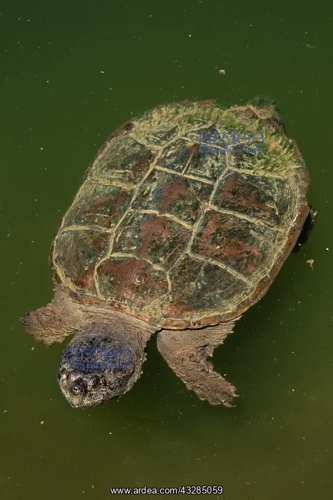 : 80195665 Snapping Turtle Maryland, USA Chelydra : 80195665 Snapping Turtle Maryland, USA Chelydra
