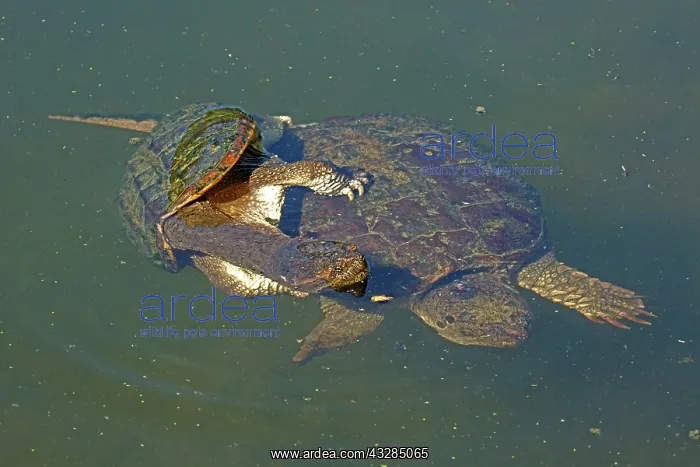 : 80195666 Snapping Turtle - pair mating Maryland : 80195666 Snapping Turtle - pair mating Maryland