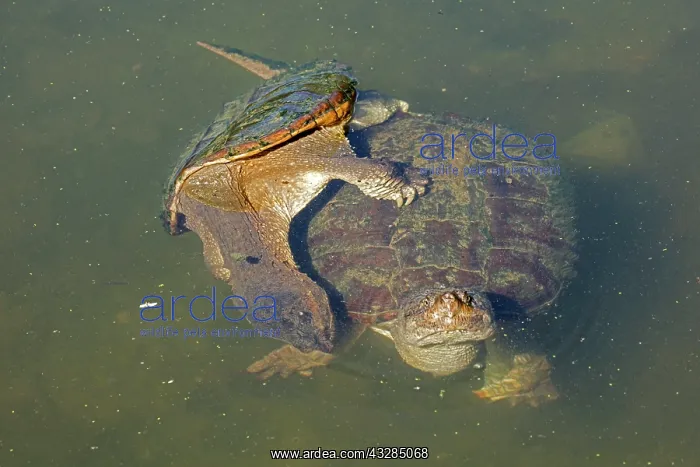 : 80195667 Snapping Turtle - pair mating Maryland : 80195667 Snapping Turtle - pair mating Maryland