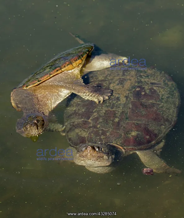  : 80195668 Snapping Turtle - pair mating Maryland