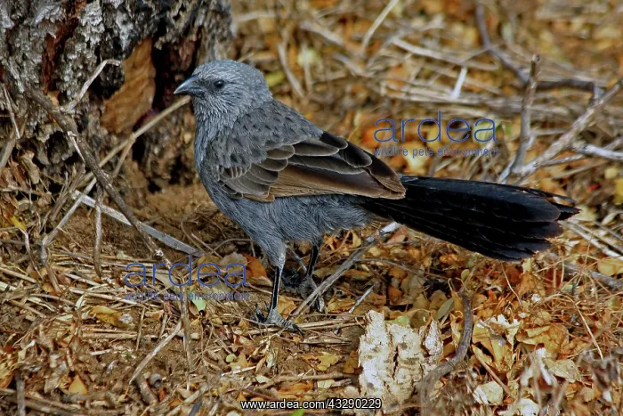  : 80195963 Apostlebird  /  Grey Jumper  /  Lazy Jack  / 