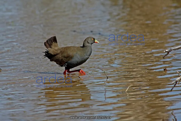  : 80195965 Australian Native Hen Australia Gallinula
