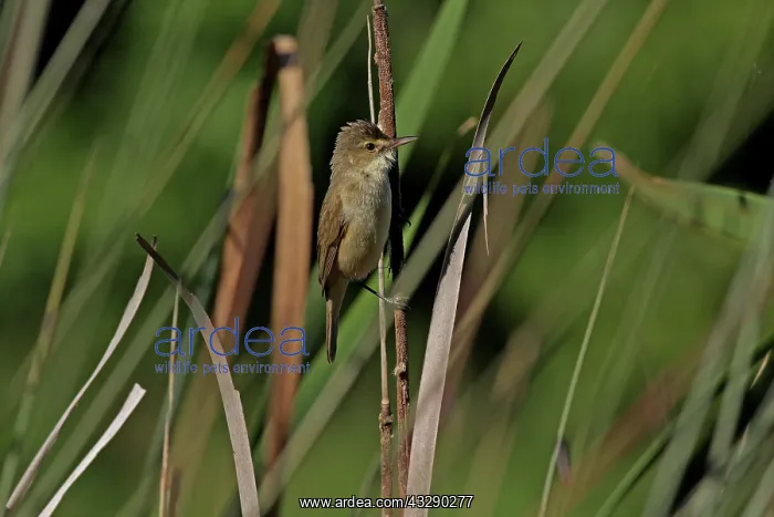 : 80195968 Australian Reed-Warbler Australia Acrocephalus : 80195968 Australian Reed-Warbler Australia Acrocephalus