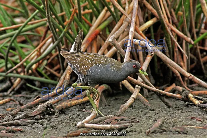 : 80195970 Australian Spotted Crake Gold Coast, Queensland : 80195970 Australian Spotted Crake Gold Coast, Queensland