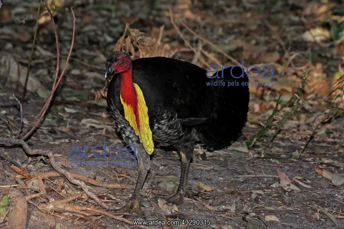 : 80195972 Australian Brush Turkey Australia Alectura : 80195972 Australian Brush Turkey Australia Alectura