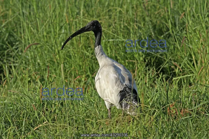 : 80195974 Australian White Ibis Gold Coast, Queensland : 80195974 Australian White Ibis Gold Coast, Queensland