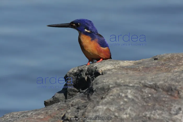 : 80195975 Azure Kingfisher Australia Alcedo azurea : 80195975 Azure Kingfisher Australia Alcedo azurea