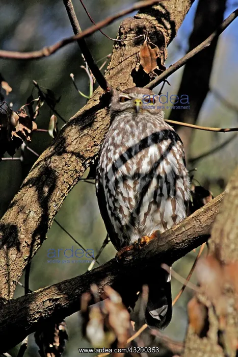 : 80195978 Barking Owl Gold Coast, Queensland, Australia : 80195978 Barking Owl Gold Coast, Queensland, Australia