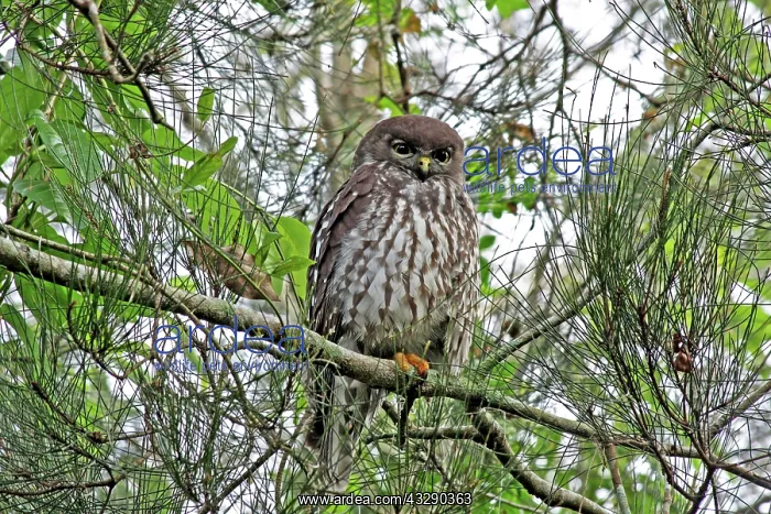 : 80195979 Barking Owl Gold Coast, Queensland, Australia : 80195979 Barking Owl Gold Coast, Queensland, Australia