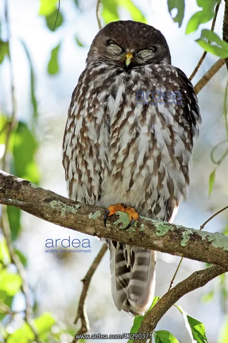 : 80195980 Barking Owl Gold Coast, Queensland, Australia : 80195980 Barking Owl Gold Coast, Queensland, Australia