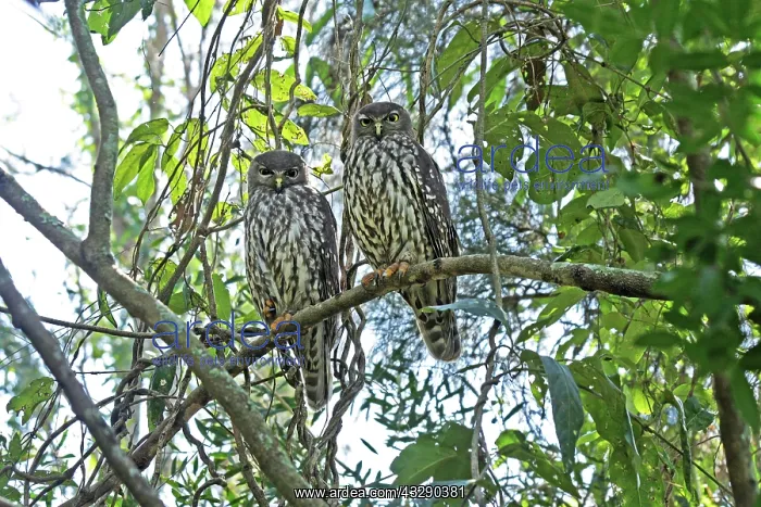 : 80195981 Barking Owl - pair Gold Coast, Queensland : 80195981 Barking Owl - pair Gold Coast, Queensland