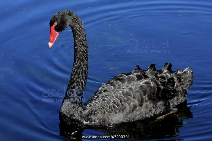 : 80195982 Black Swan Australia Cygnus atratus Hans : 80195982 Black Swan Australia Cygnus atratus Hans