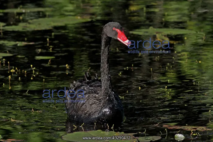: 80195984 Black Swan Australia Cygnus atratus Hans : 80195984 Black Swan Australia Cygnus atratus Hans