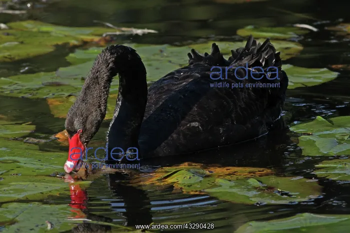 : 80195986 Black Swan Australia Cygnus atratus Hans : 80195986 Black Swan Australia Cygnus atratus Hans