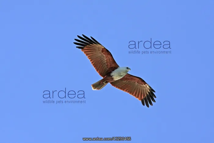 : 80195990 Brahminy Kite Gold Coast, Queensland, Australia : 80195990 Brahminy Kite Gold Coast, Queensland, Australia