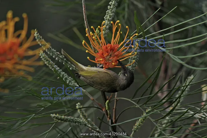 : 80195992 Brown Honeyeater Austalia Lichmera indistincta : 80195992 Brown Honeyeater Austalia Lichmera indistincta