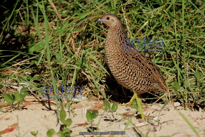 : 80195993 Brown Quail / Swamp Quail / Silver / Tasmanian : 80195993 Brown Quail / Swamp Quail / Silver / Tasmanian