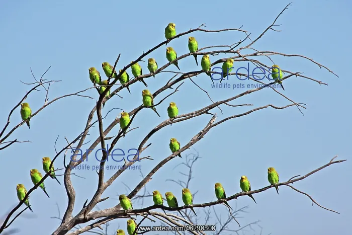 : 80195994 Budgerigar Queensland, Australia Melopsittacus : 80195994 Budgerigar Queensland, Australia Melopsittacus