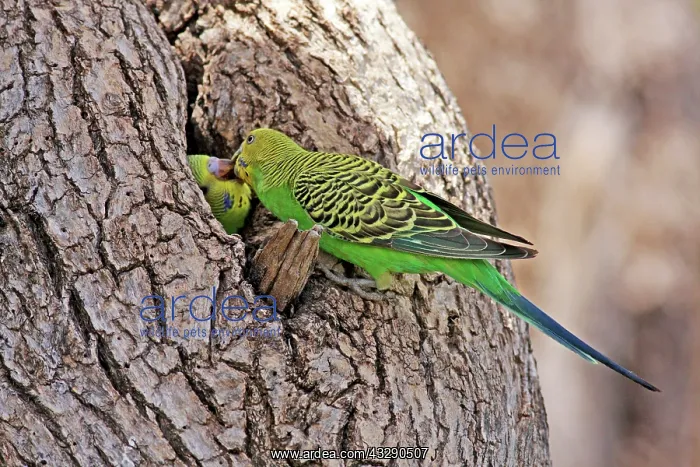 : 80195995 Budgerigar Queensland, Australia Melopsittacus : 80195995 Budgerigar Queensland, Australia Melopsittacus