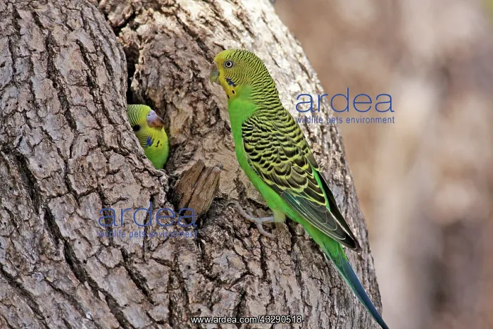 : 80195996 Budgerigar Queensland, Australia Melopsittacus : 80195996 Budgerigar Queensland, Australia Melopsittacus