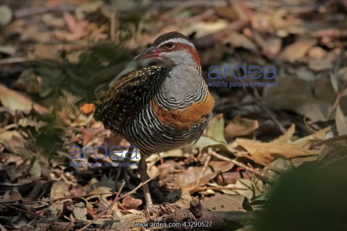 : 80195997 Buff-banded Rail Australia Gallirallus : 80195997 Buff-banded Rail Australia Gallirallus