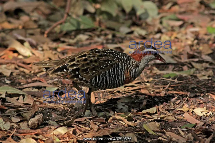 : 80195998 Buff-banded Rail Australia Gallirallus : 80195998 Buff-banded Rail Australia Gallirallus