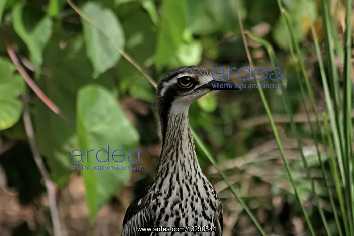 : 80195999 Bush Stone-Curlew Australia Burhinus grallarius : 80195999 Bush Stone-Curlew Australia Burhinus grallarius