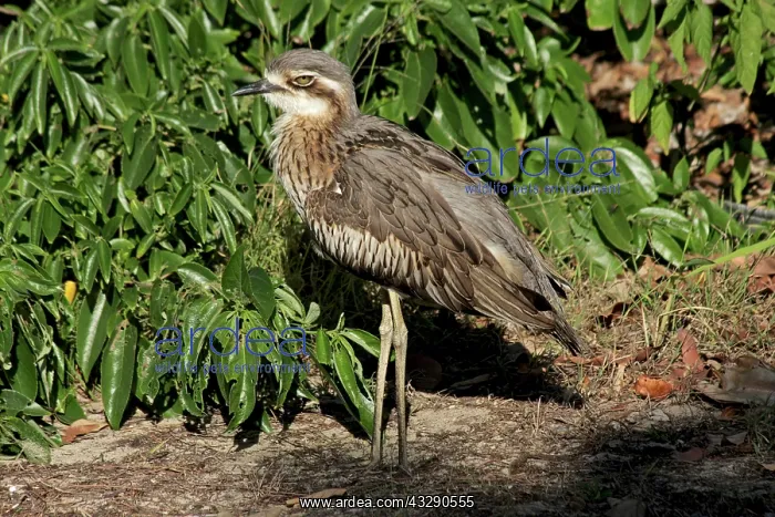 : 80196000 Bush Stone-Curlew Australia Burhinus grallarius : 80196000 Bush Stone-Curlew Australia Burhinus grallarius