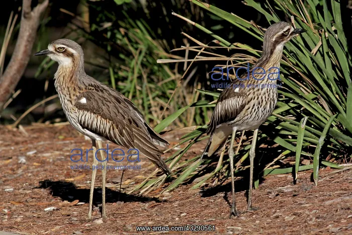 : 80196001 Bush Stone-Curlew Australia Burhinus grallarius : 80196001 Bush Stone-Curlew Australia Burhinus grallarius