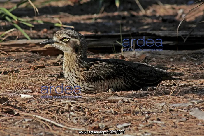 : 80196002 Bush Stone-Curlew Australia Burhinus grallarius : 80196002 Bush Stone-Curlew Australia Burhinus grallarius