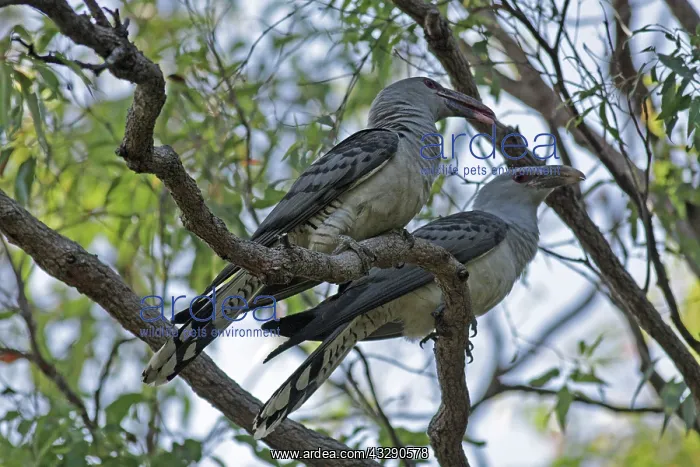 : 80196003 Channel-billed Cuckoo Australia Scythrops : 80196003 Channel-billed Cuckoo Australia Scythrops