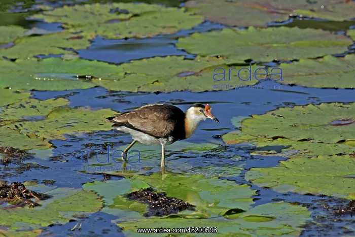 : 80196005 Comb-crested Jacana Australia Irediparra : 80196005 Comb-crested Jacana Australia Irediparra