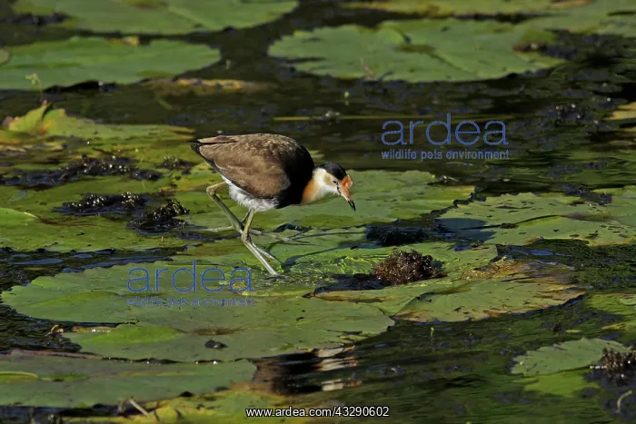 : 80196006 Comb-crested Jacana Australia Irediparra : 80196006 Comb-crested Jacana Australia Irediparra