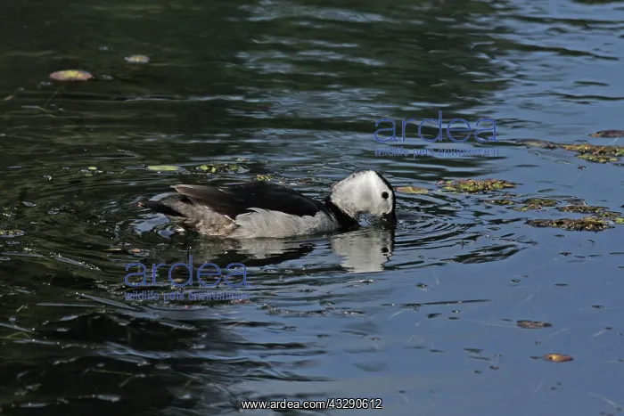 : 80196007 Cotton Pygmy-Goose Australia Nettapus coromandelian : 80196007 Cotton Pygmy-Goose Australia Nettapus coromandelian