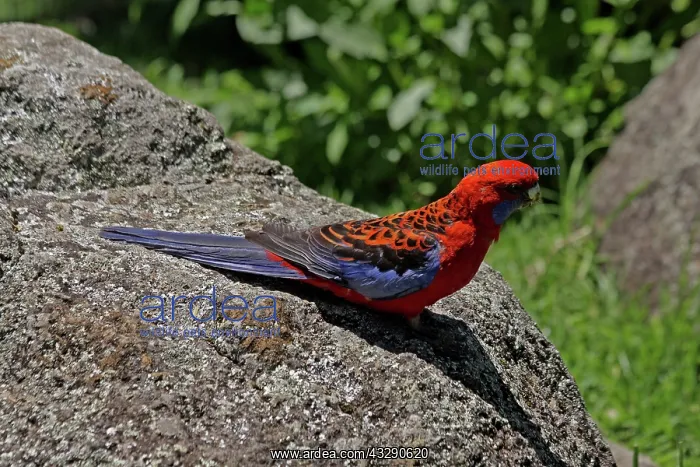 : 80196008 Crimson Rosella Australia Platycercus elegans : 80196008 Crimson Rosella Australia Platycercus elegans