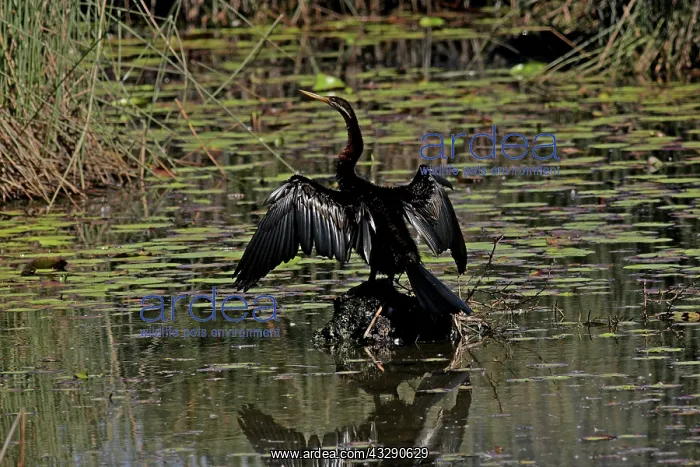 : 80196009 Darter - male Australia Anhinga melanogaster : 80196009 Darter - male Australia Anhinga melanogaster