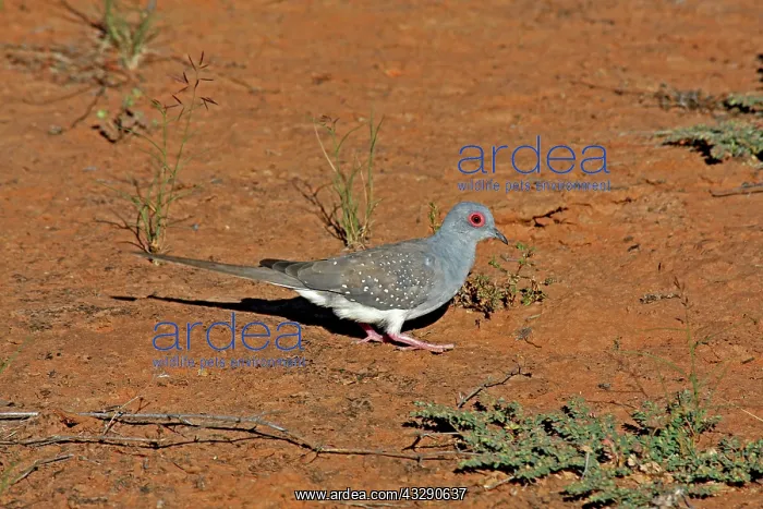 : 80196010 Diamond Dove Australia Geopelia cuneata : 80196010 Diamond Dove Australia Geopelia cuneata