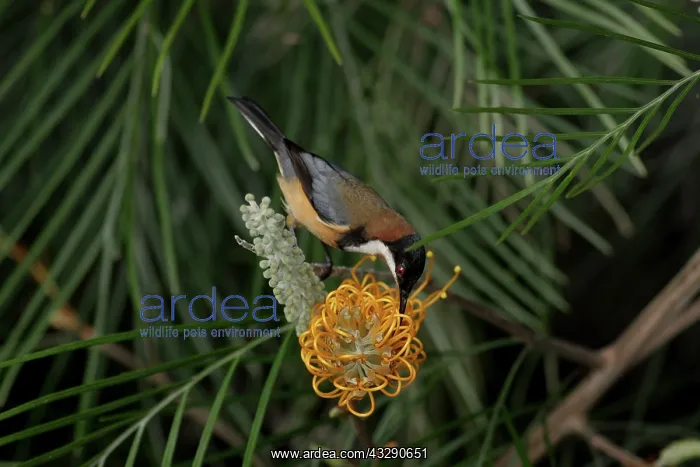 : 80196012 Eastern Spinebill Australia Acanthorhynchus : 80196012 Eastern Spinebill Australia Acanthorhynchus
