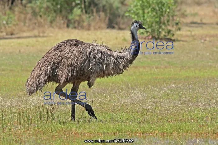 : 80196013 Emu Queensland, Australia Dromaius novaehollandiae : 80196013 Emu Queensland, Australia Dromaius novaehollandiae