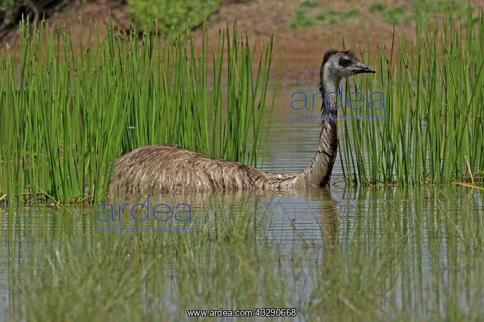 : 80196014 Emu - bathing Queensland, Australia Dromaius : 80196014 Emu - bathing Queensland, Australia Dromaius
