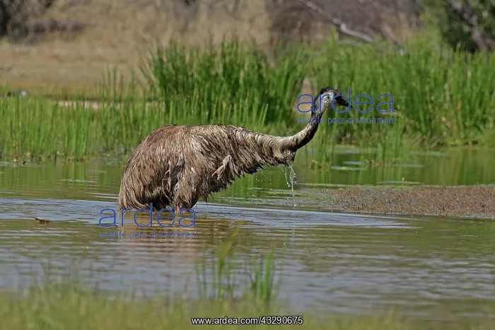 : 80196015 Emu - bathing Queensland, Australia Dromaius : 80196015 Emu - bathing Queensland, Australia Dromaius