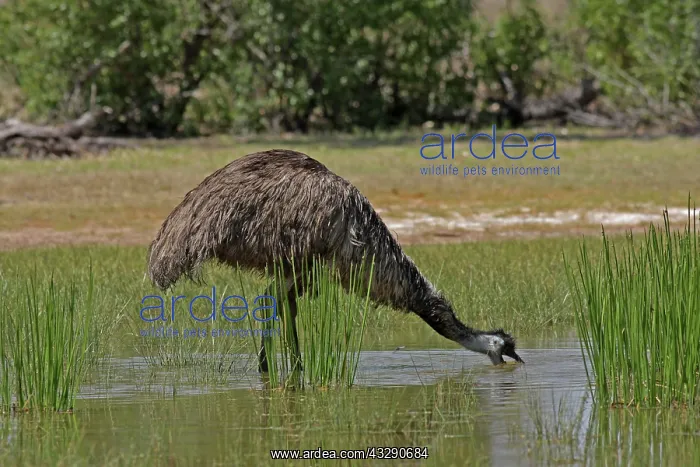 : 80196016 Emu - bathing Queensland, Australia Dromaius : 80196016 Emu - bathing Queensland, Australia Dromaius